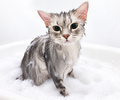 Show-Grade Cat Grooming Service