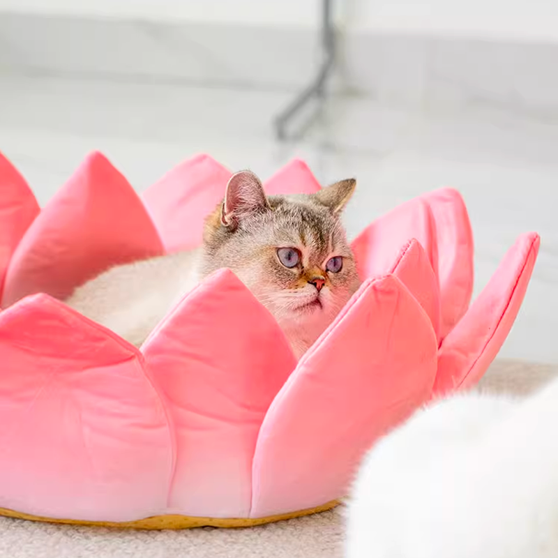 Amitabha! Lotus Bed
