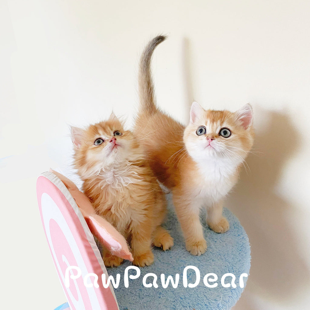 【BBDD】Meow Lollipop Cat Tree - 96 cm