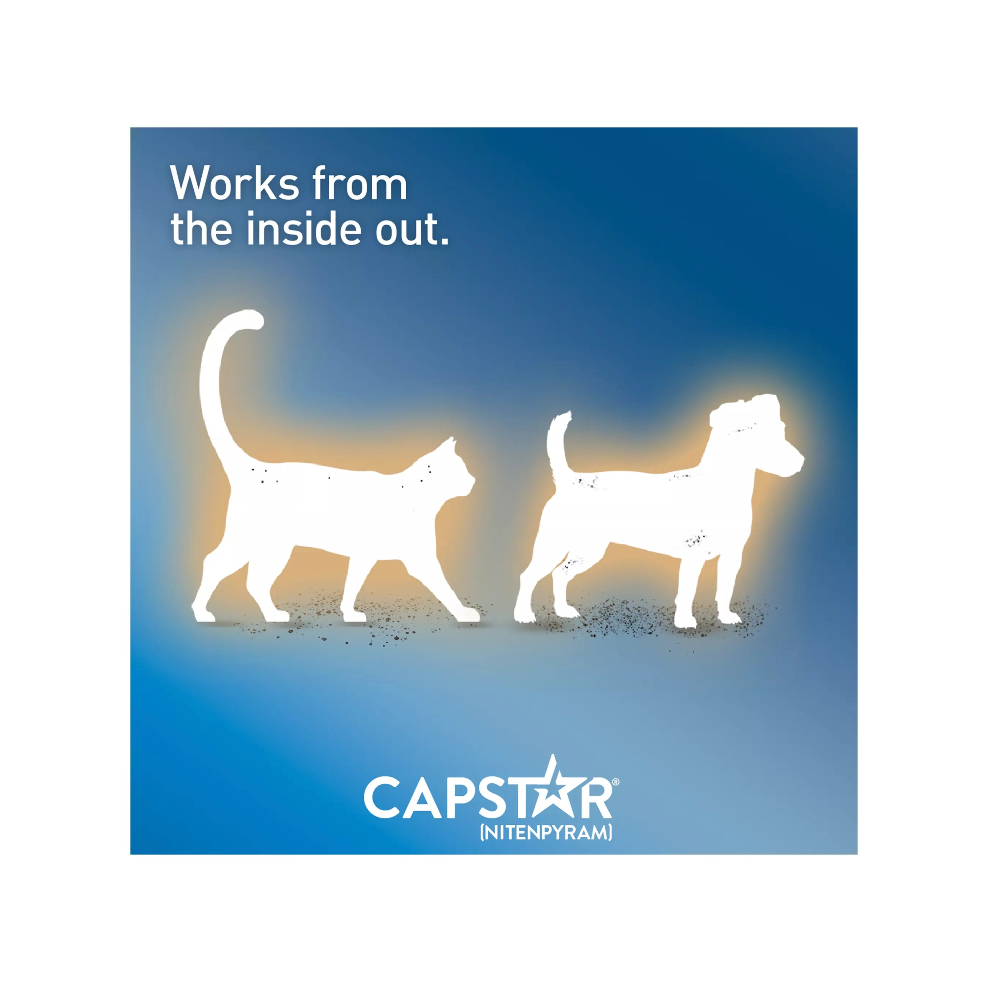 【Capstar】Daily Oral Flea Treatment for Dogs & Cats, 1 to 11 kg, 6 doses