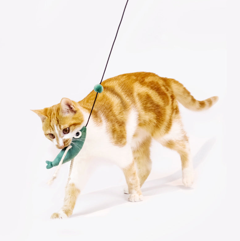 【MEOWCARD】Cat Teaser - Hugo& Jimmy